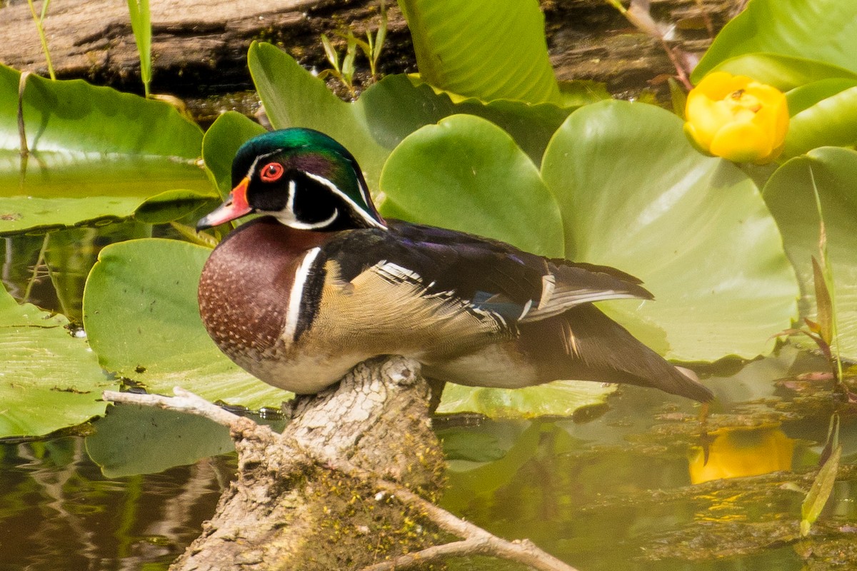 Wood Duck - ML102808381