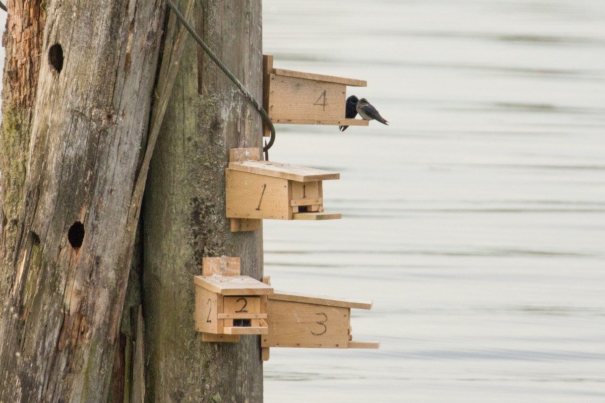 Purple Martin - John Reynolds