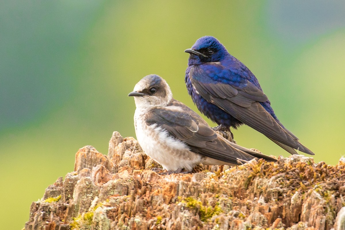 Purple Martin - ML102808461