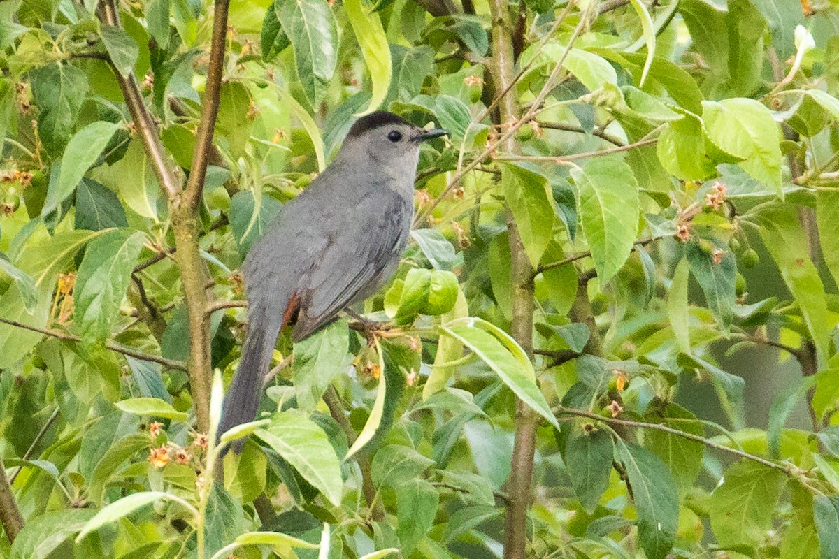 Pájaro Gato Gris - ML102808471