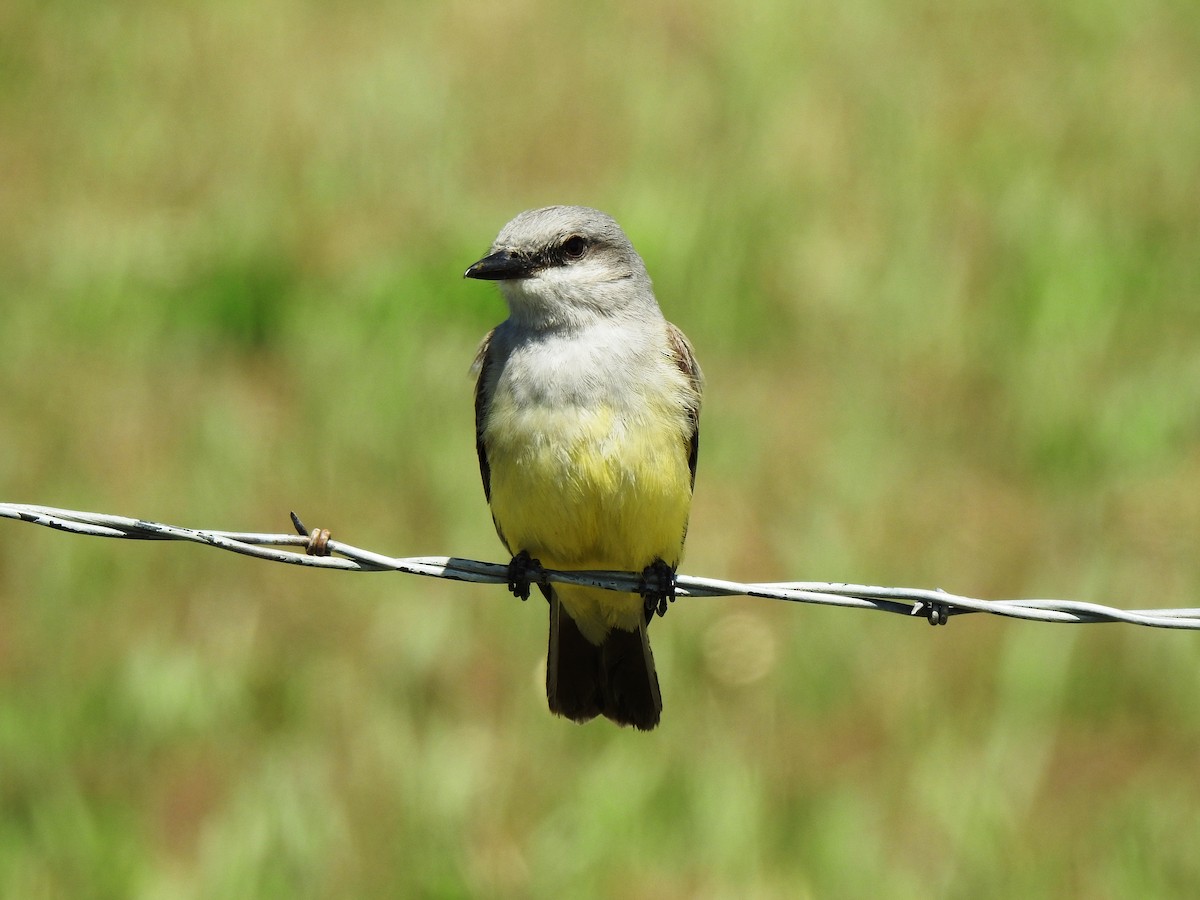 Western Kingbird - Steve Butterworth