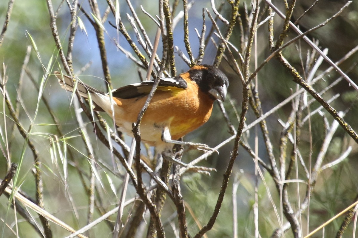 Black-headed Grosbeak - ML102809871