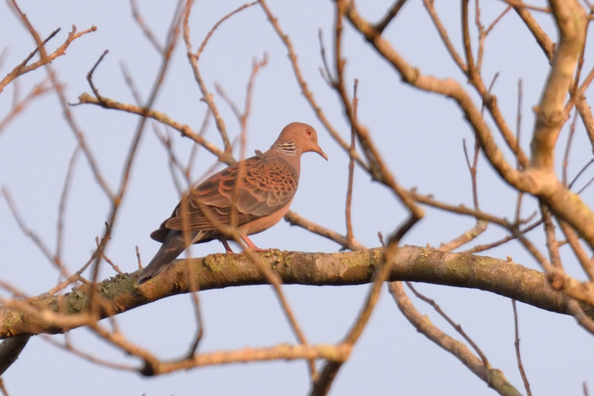 Oriental Turtle-Dove - ML102809971