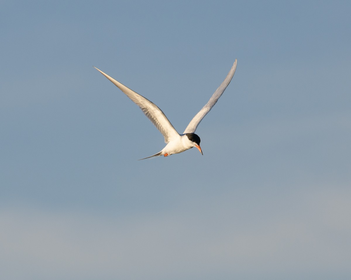 Forster's Tern - ML102810431