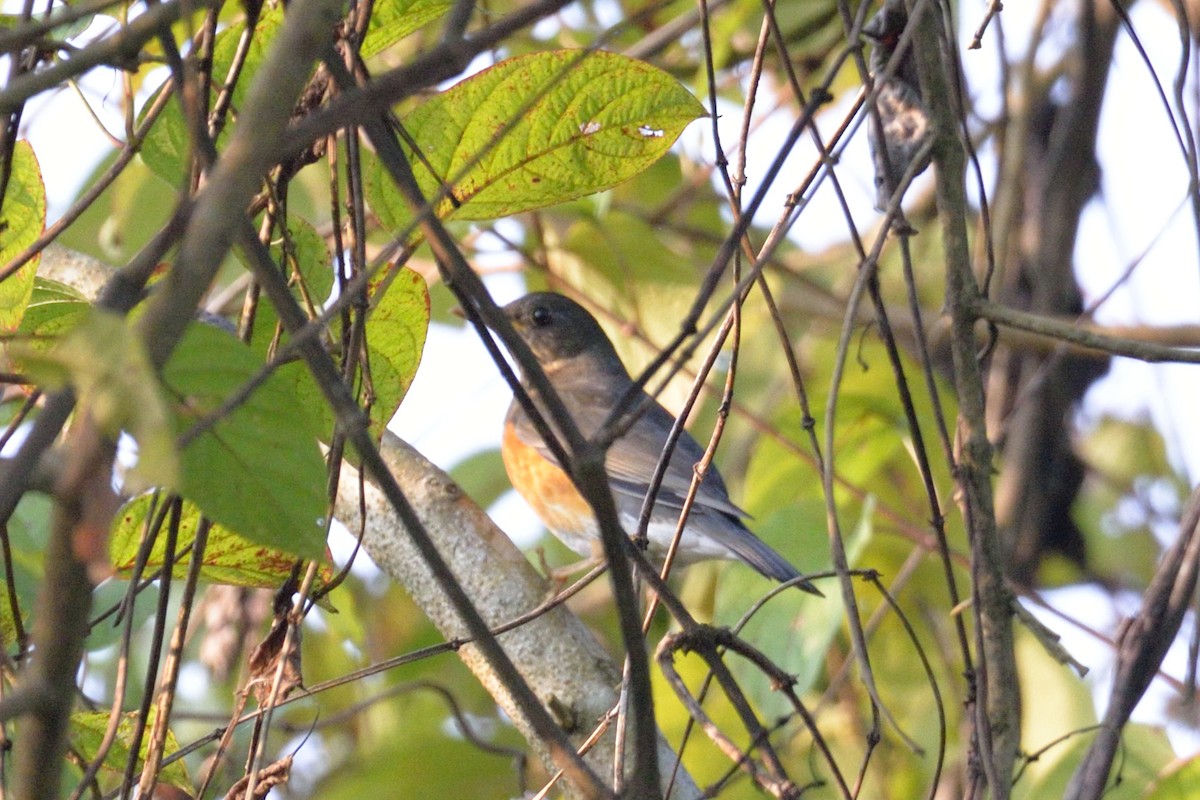 Black-breasted Thrush - Snehasis Sinha