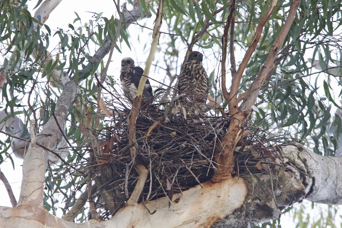 Brown Goshawk - ML102810691