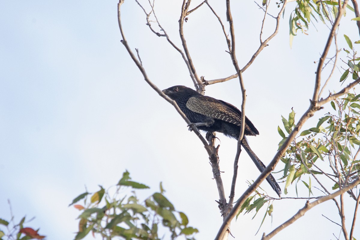 Pheasant Coucal (Pheasant) - ML102810701