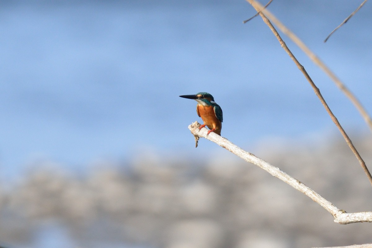 Common Kingfisher - ML102810941