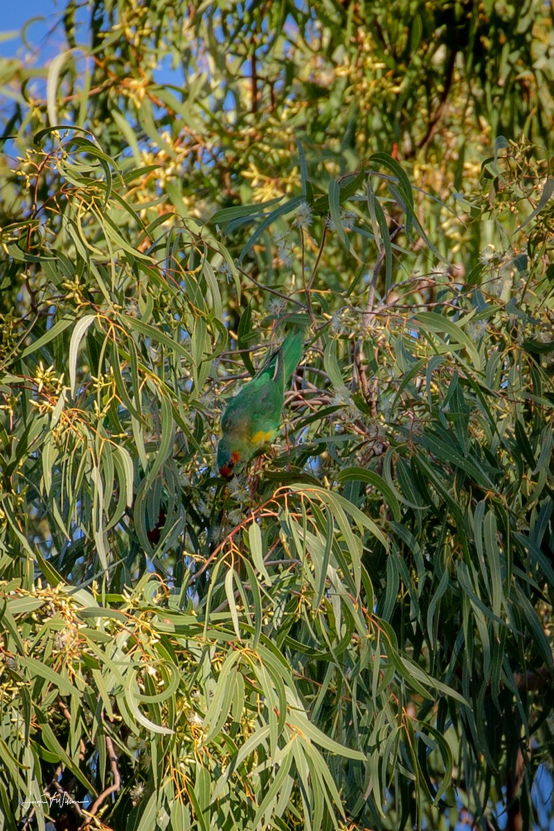 Musk Lorikeet - ML102812711