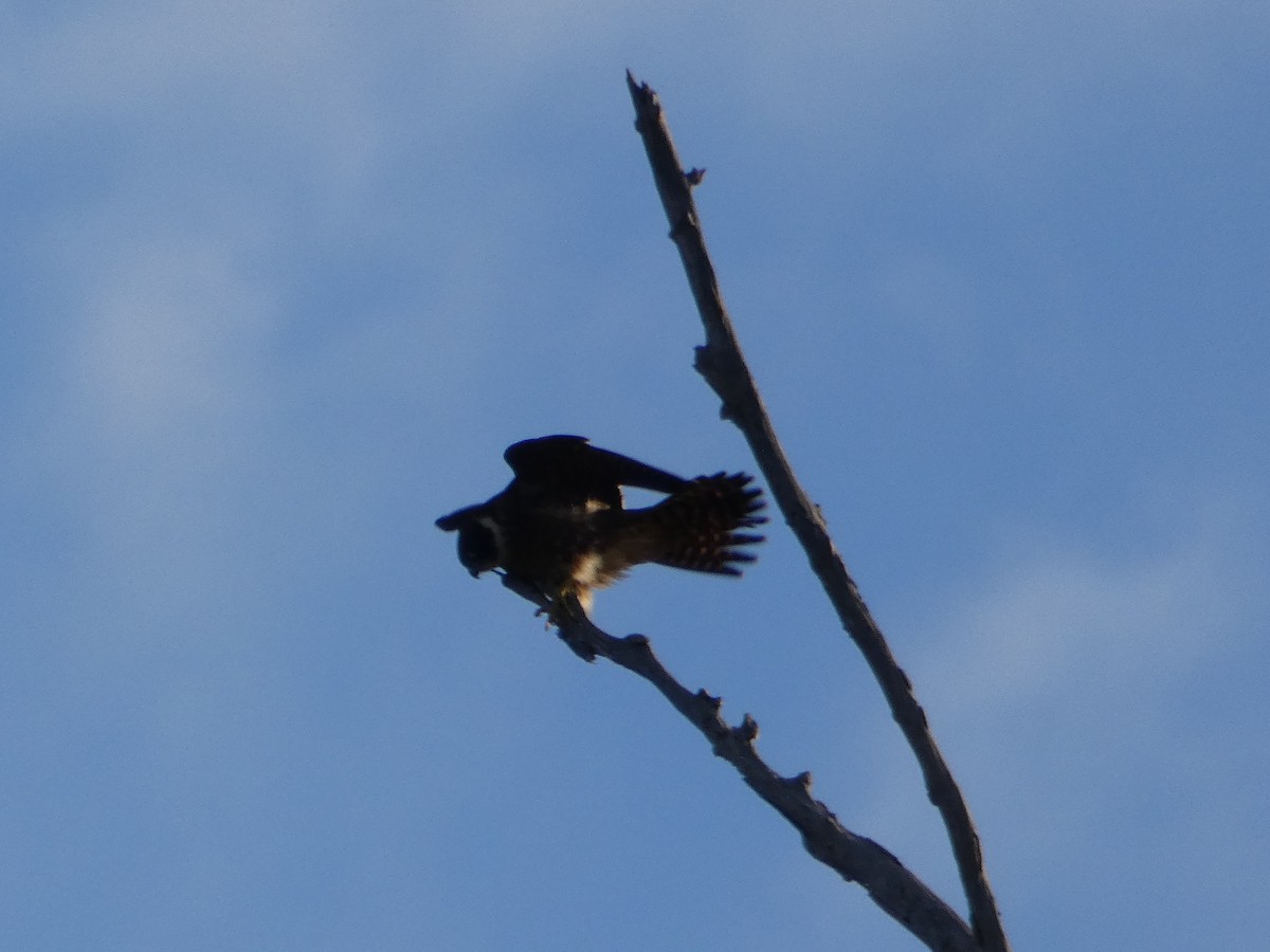 Australian Hobby - ML102812971