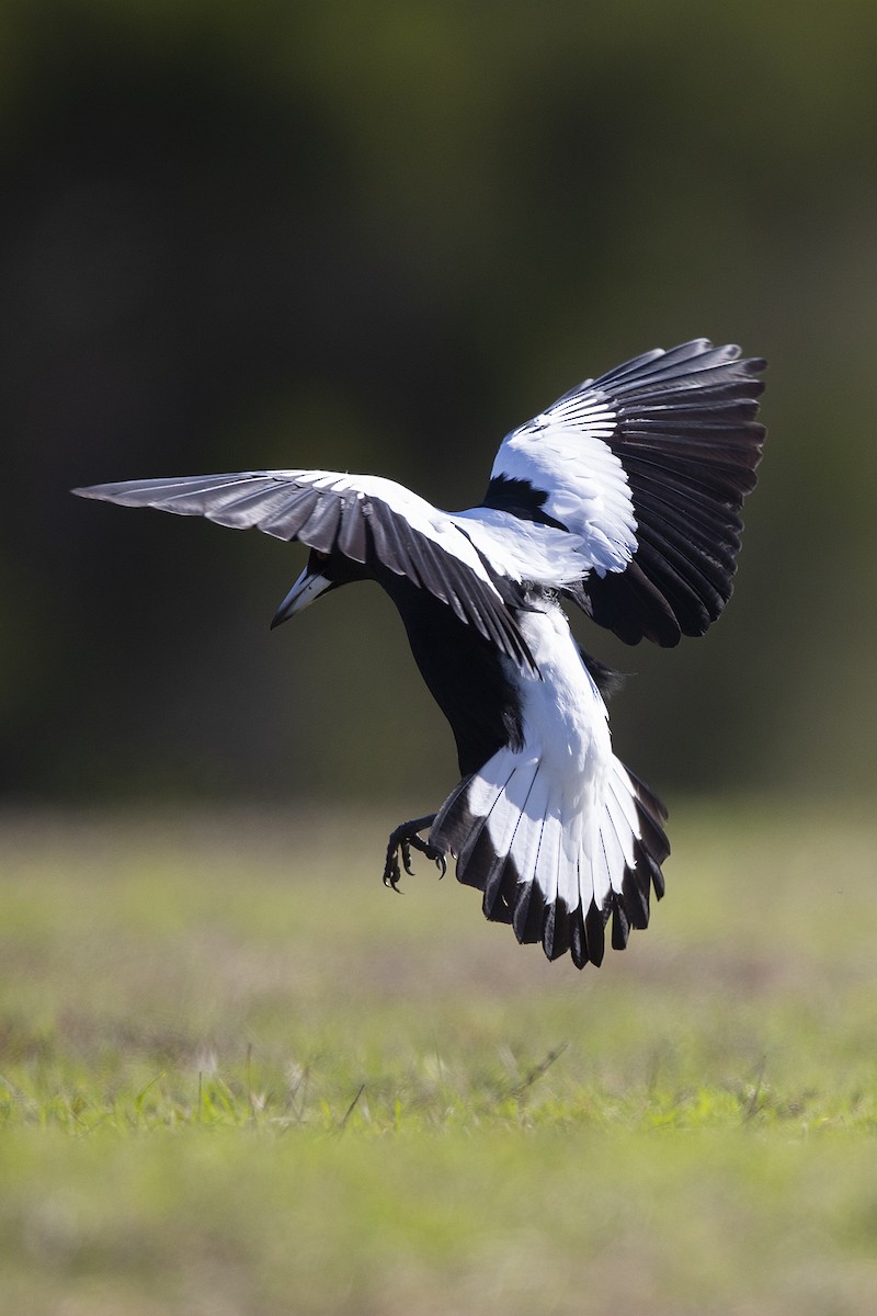 Australian Magpie (White-backed) - ML102813421