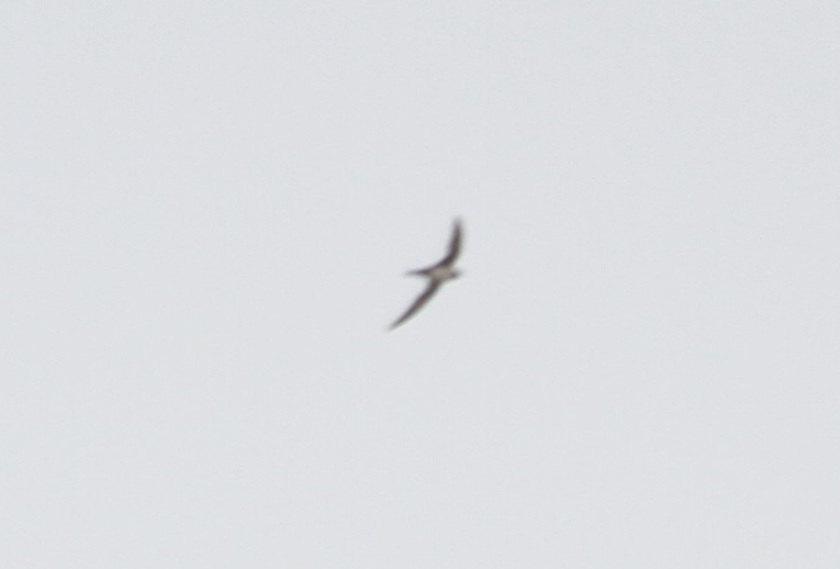 Alpine Swift - ML102814201