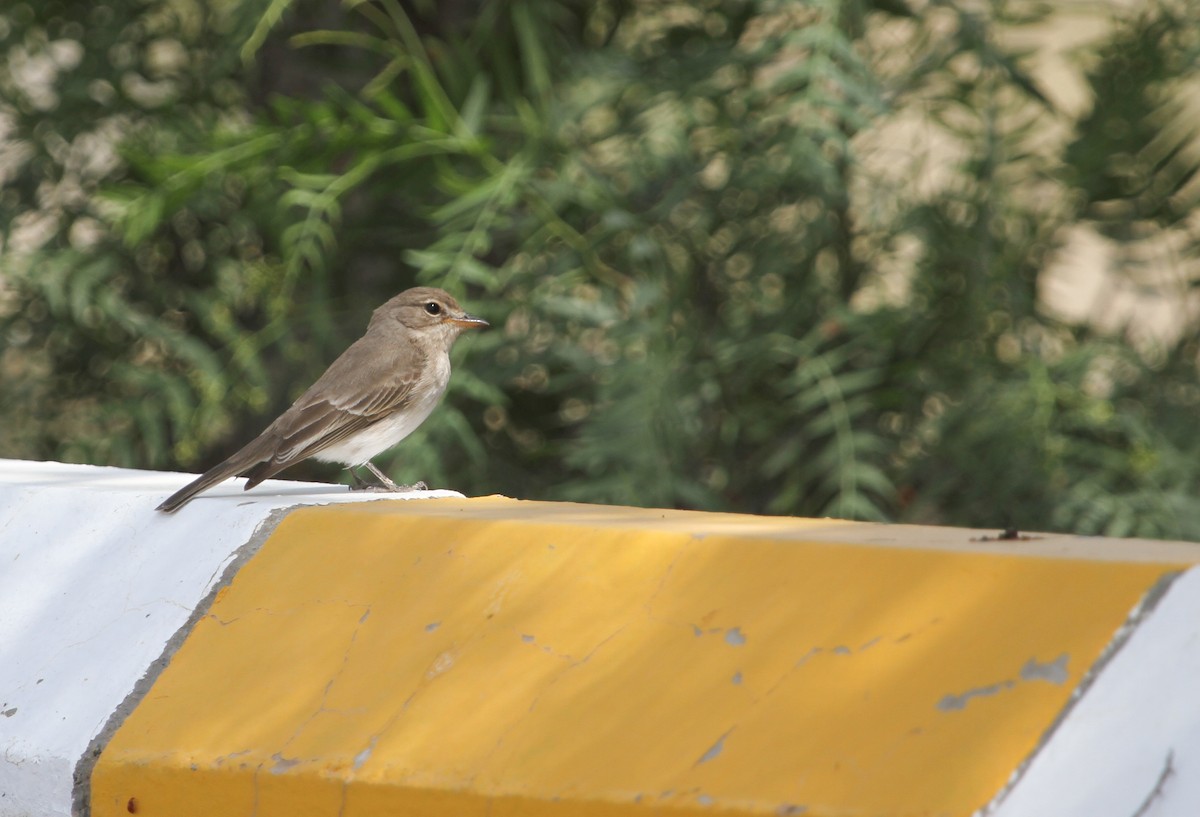 Gambaga Flycatcher - Evan Buechley
