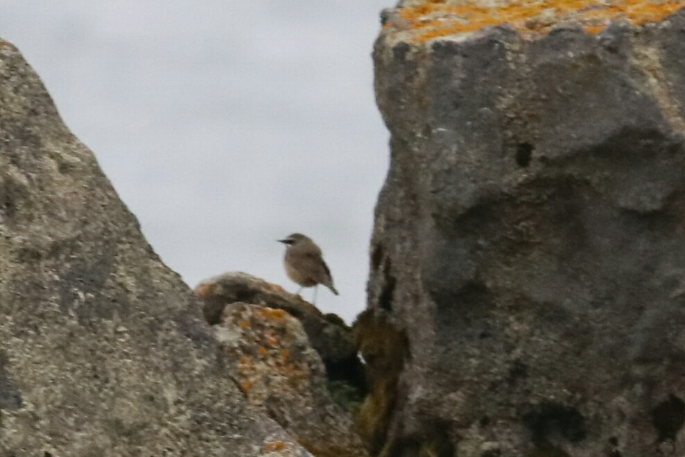 Siberian Rubythroat - ML102814531