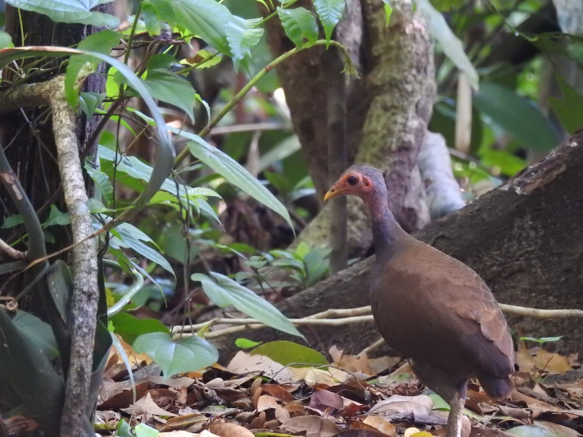 Philippine Megapode - ML102814881