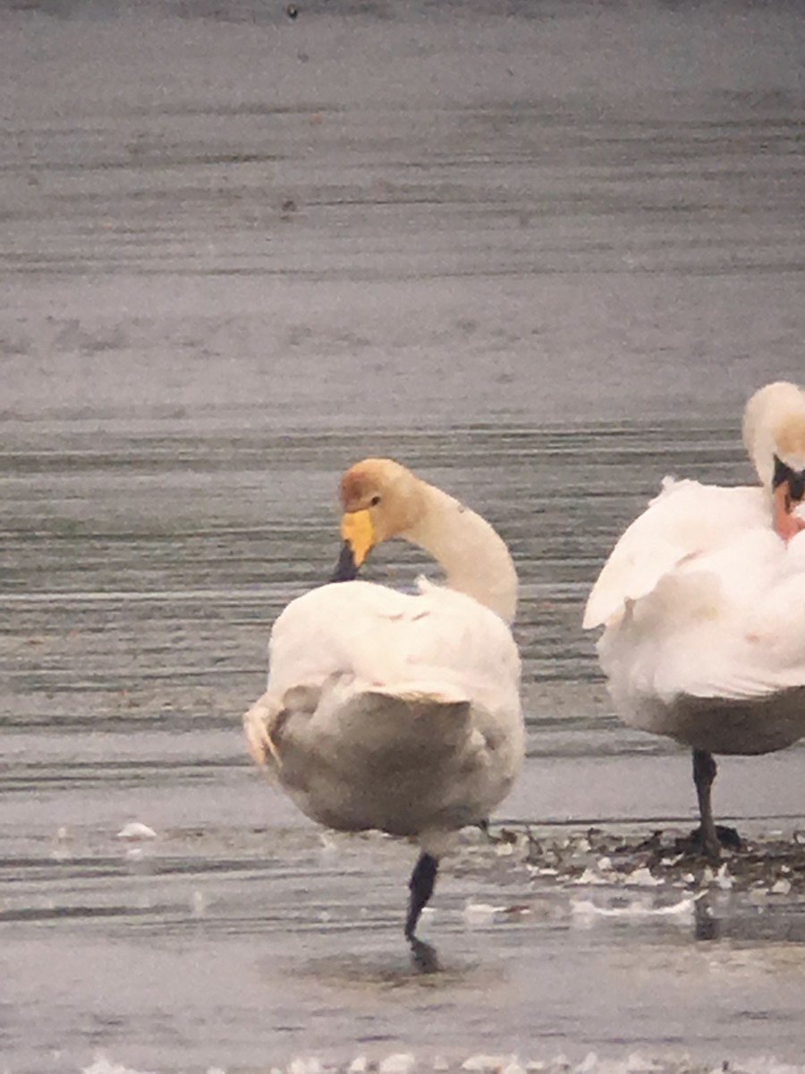 Whooper Swan - ML102815071