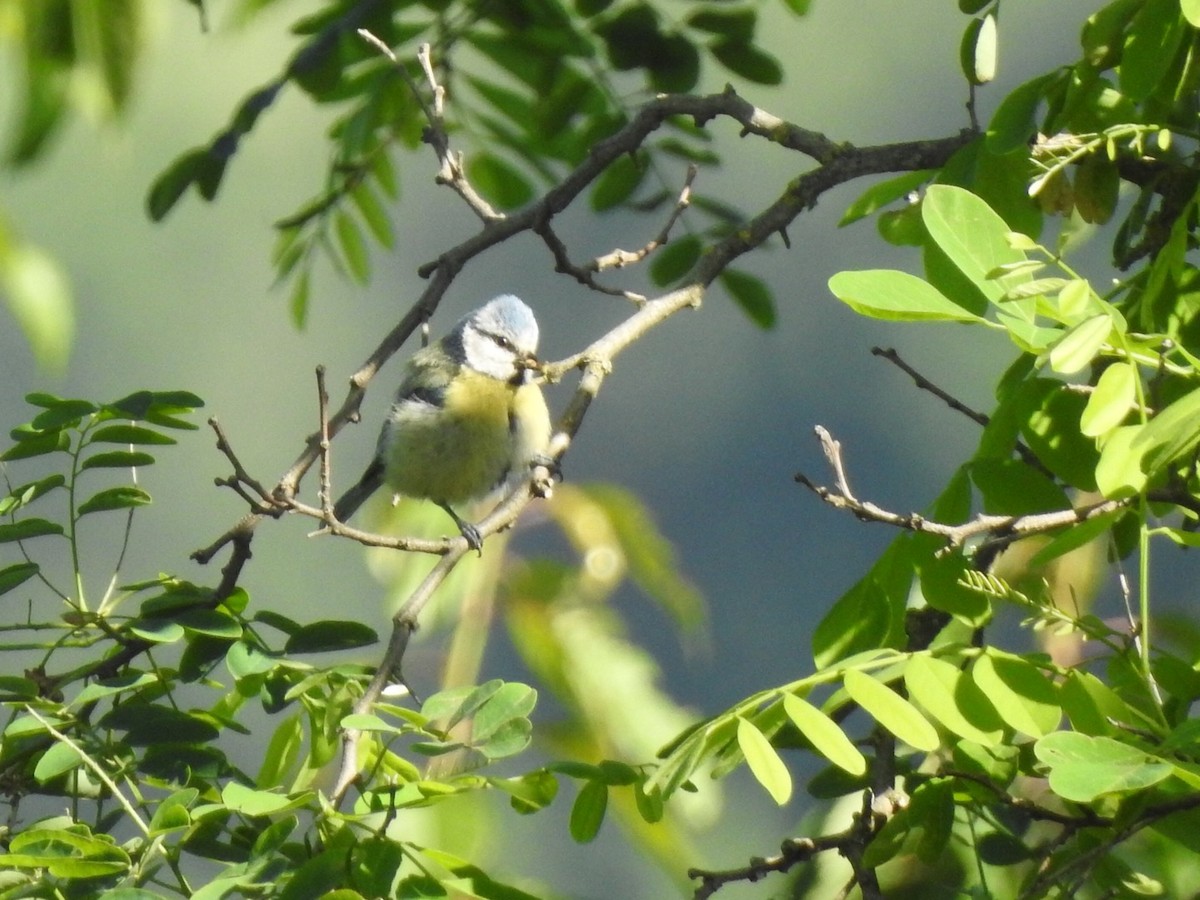 Eurasian Blue Tit - ML102815321