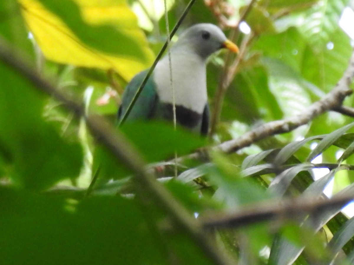Black-chinned Fruit-Dove - Jian-Long(建龍) WU(吳)
