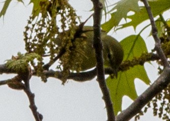 Orange-crowned Warbler - ML102816151