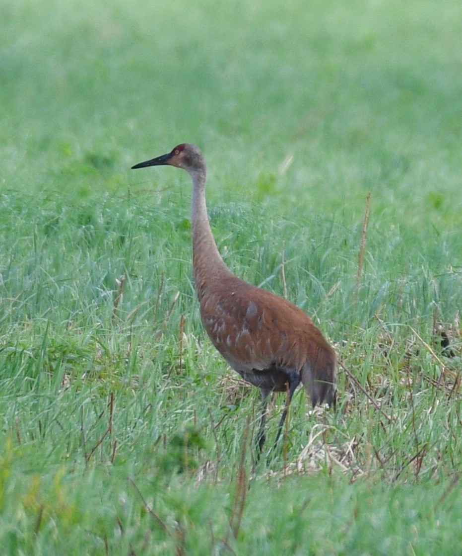 Sandhill Crane - ML102817181