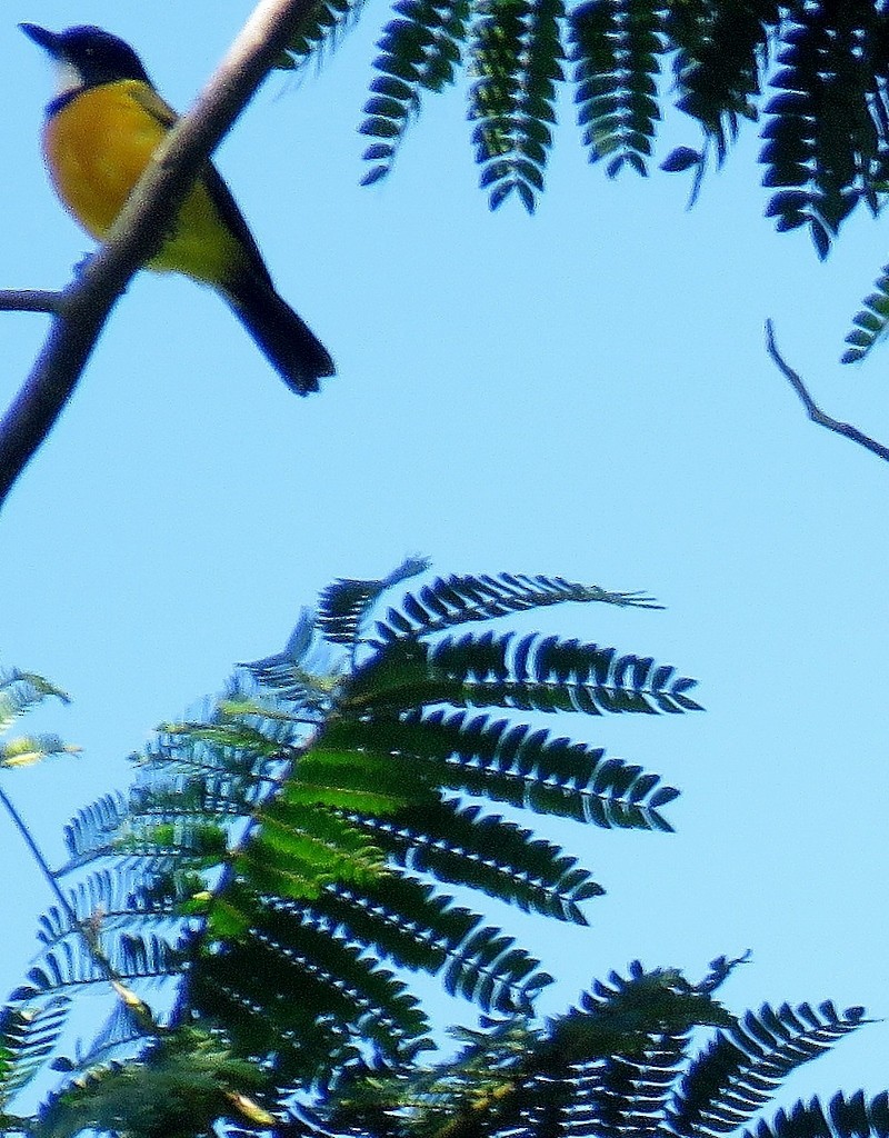 Tenggara Whistler - steve jones