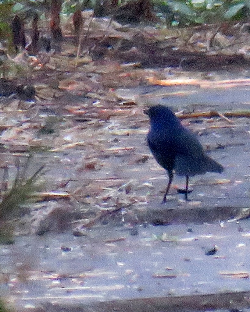 Javan Whistling-Thrush - ML102819391