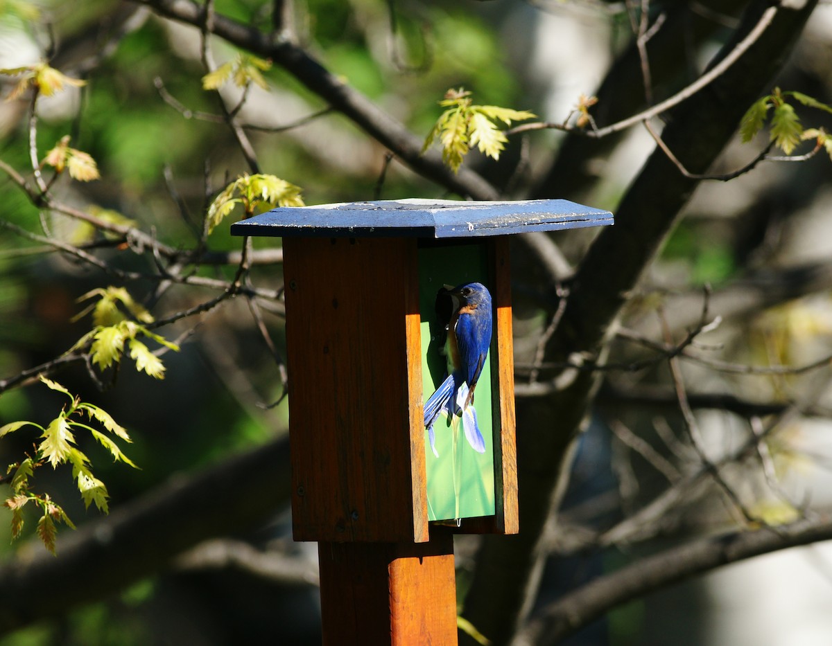 Eastern Bluebird - ML102820161