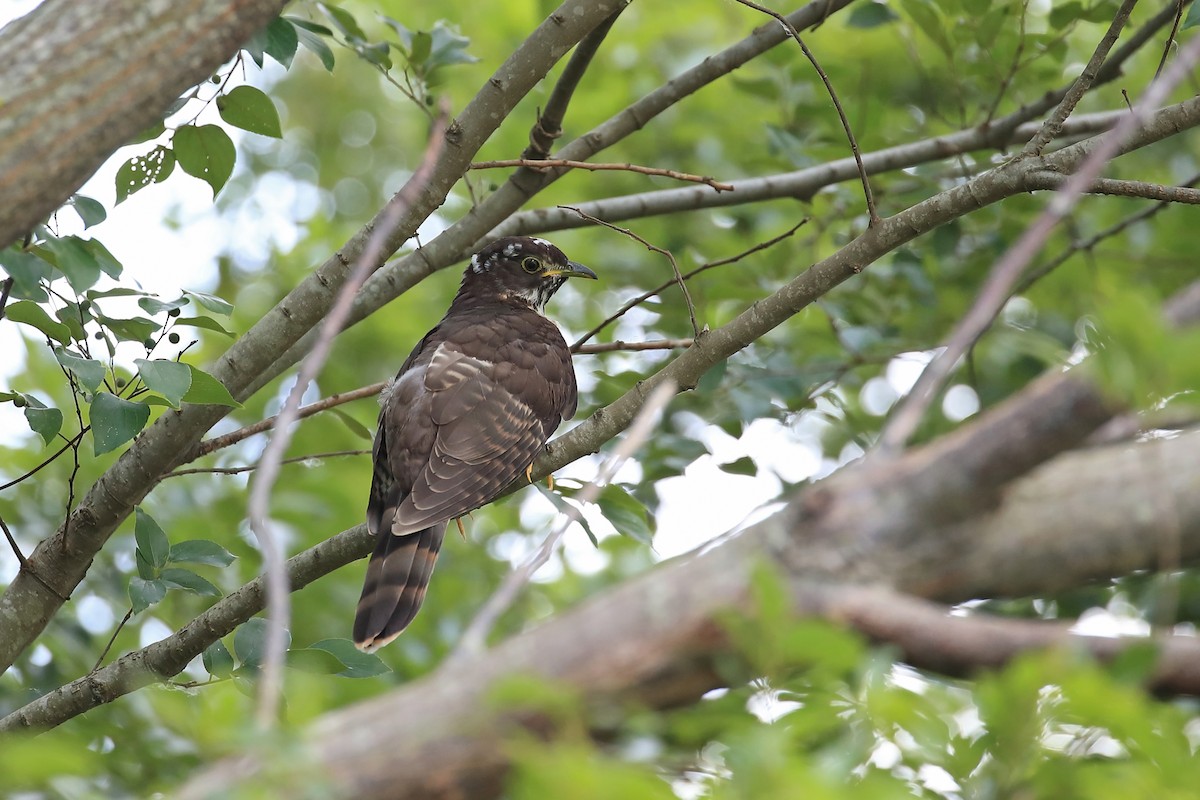 Large Hawk-Cuckoo - Chun Fai LO