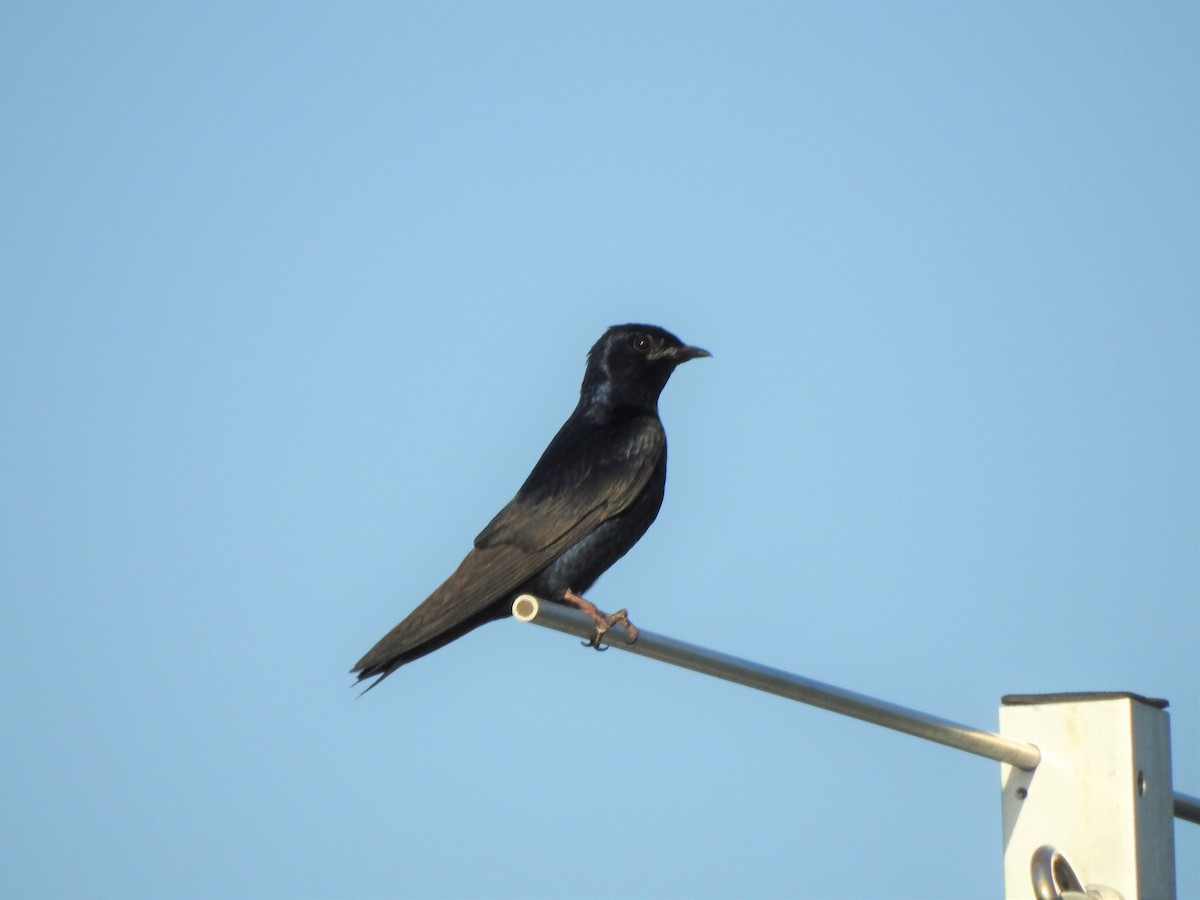 Purple Martin - Brett Moyer