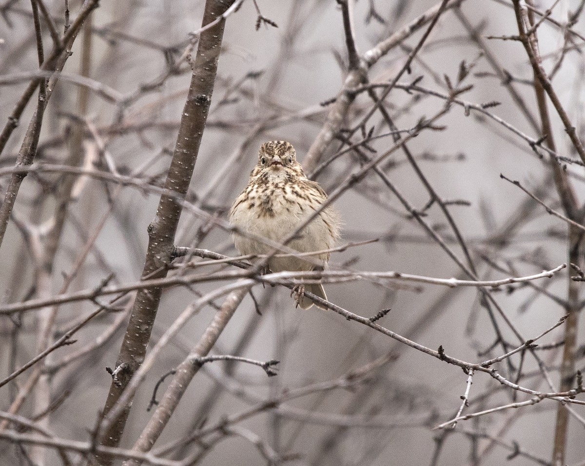 Vesper Sparrow - Deborah Dohne