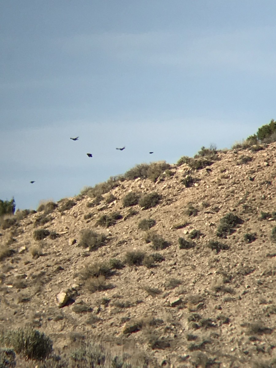 Pinyon Jay - ML102822531