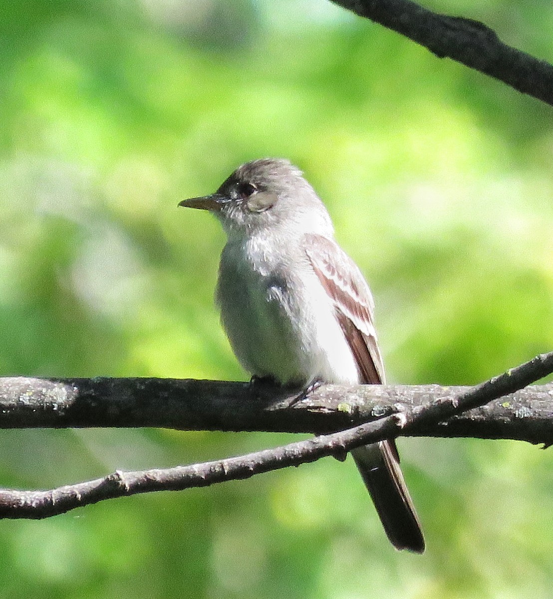 Willow Flycatcher - ML102822901