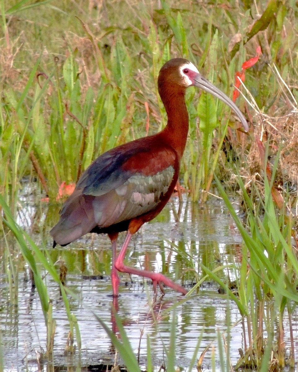 ibis americký - ML102822951