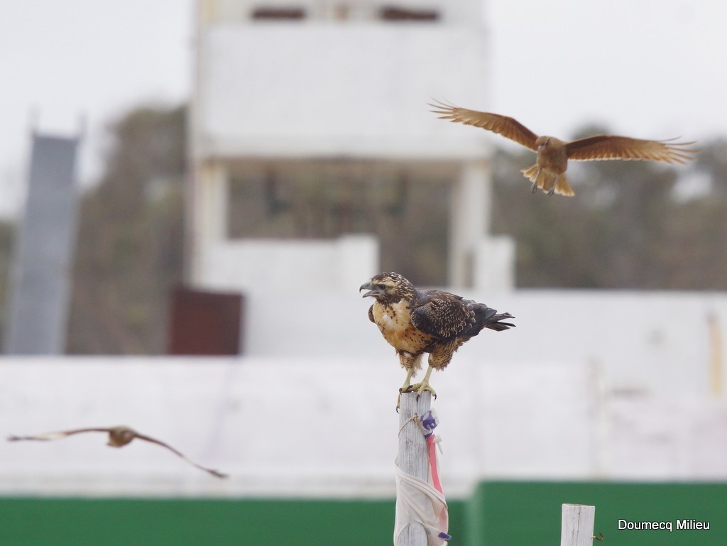 Black-chested Buzzard-Eagle - ML102823911