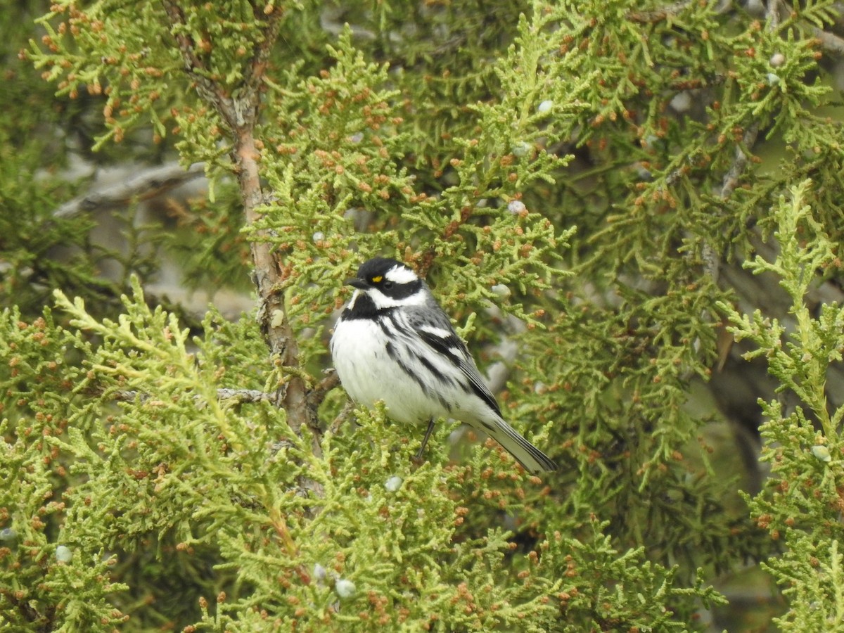 Black-throated Gray Warbler - Steve Butterworth