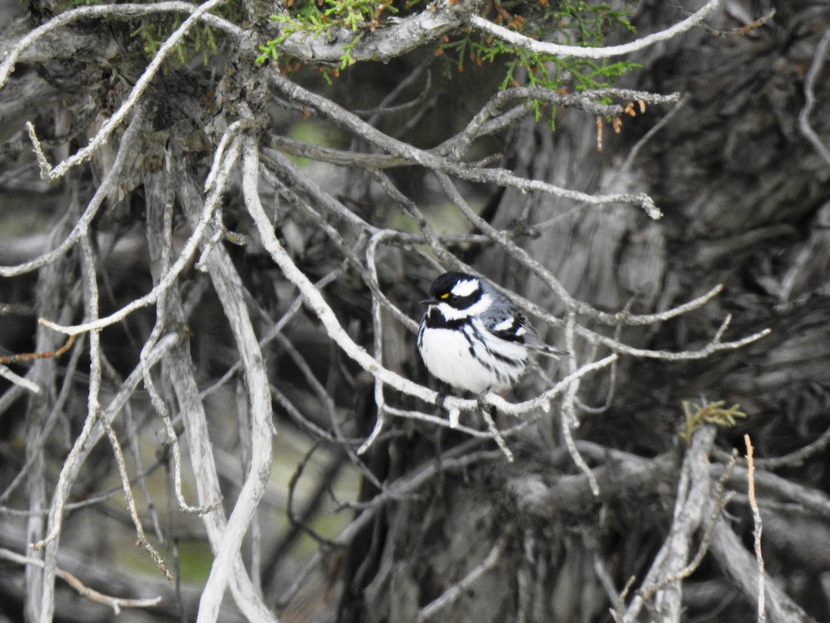 Black-throated Gray Warbler - ML102827431