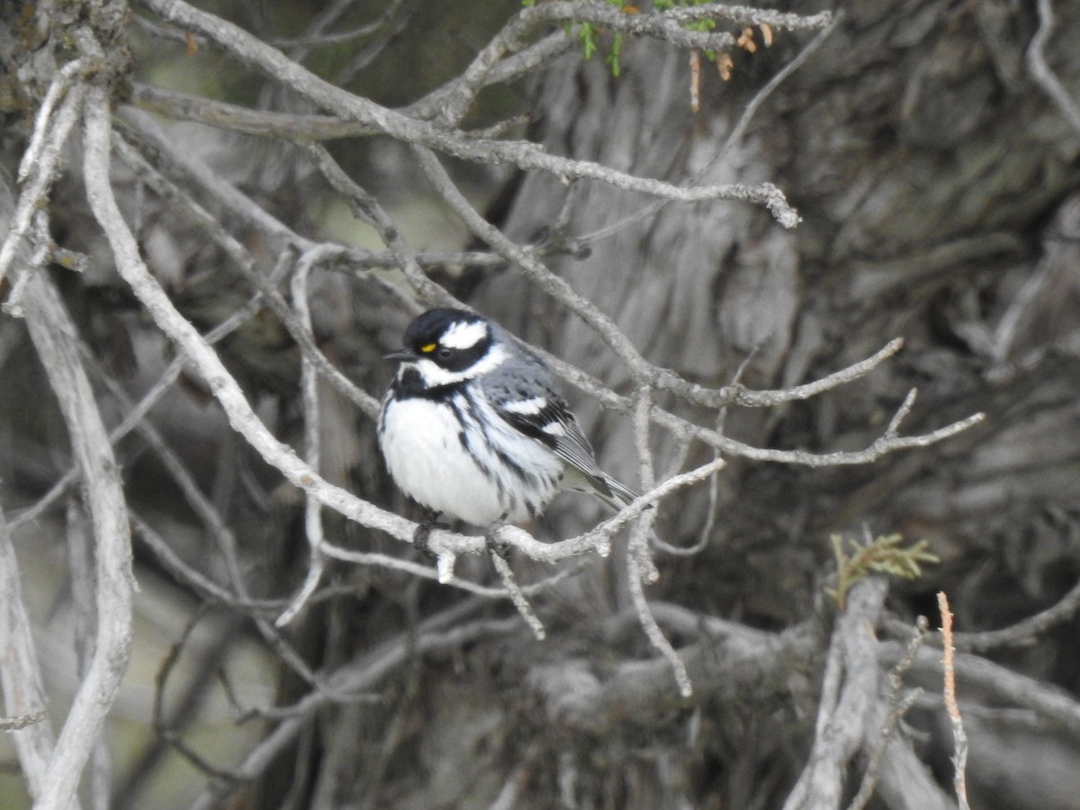 Black-throated Gray Warbler - Steve Butterworth