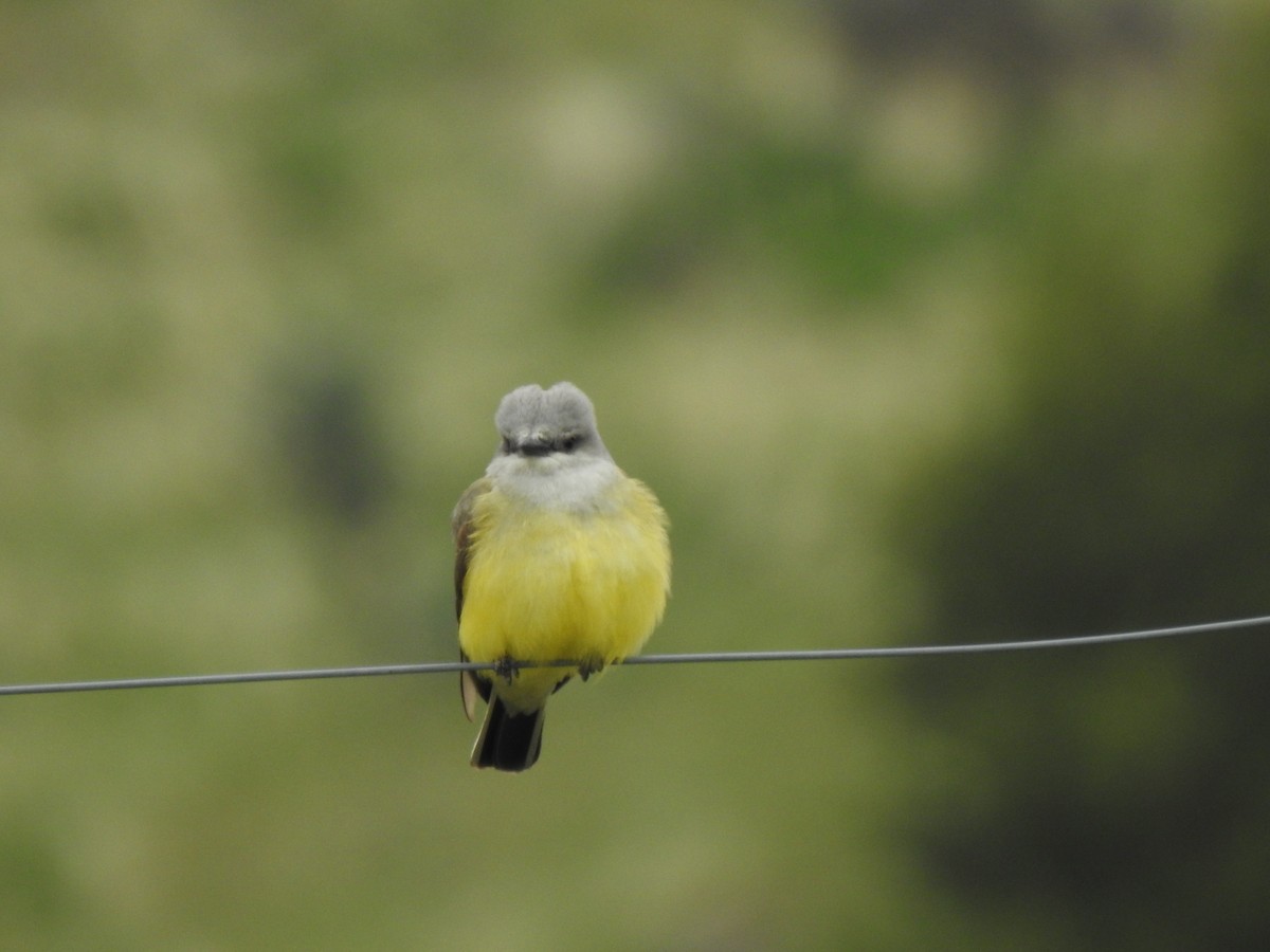 Western Kingbird - ML102827551