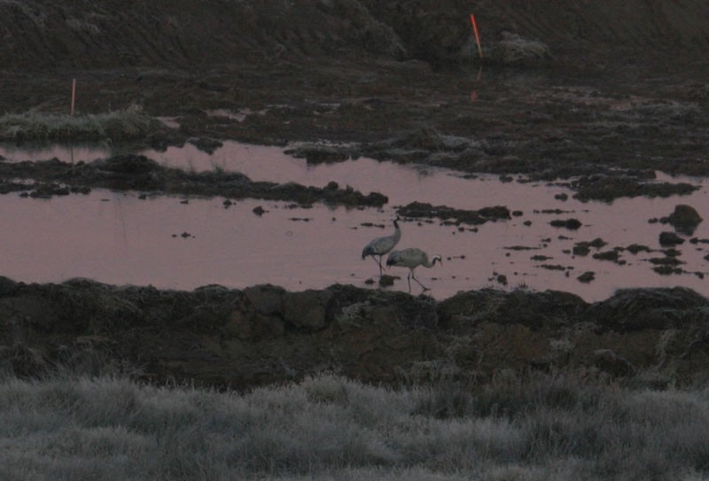 Common Crane - ML102828881