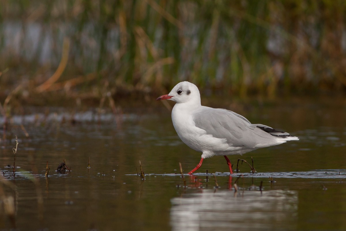 Brown-hooded Gull - Ariel Cabrera Foix