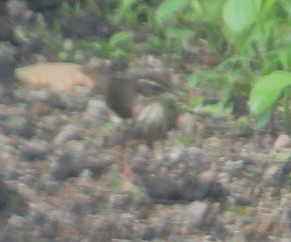 Louisiana Waterthrush - ML102829911