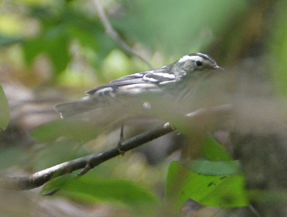 Black-and-white Warbler - ML102830491