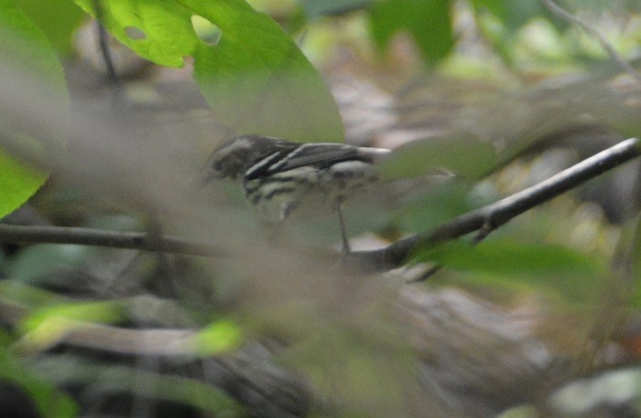 Black-and-white Warbler - ML102830501