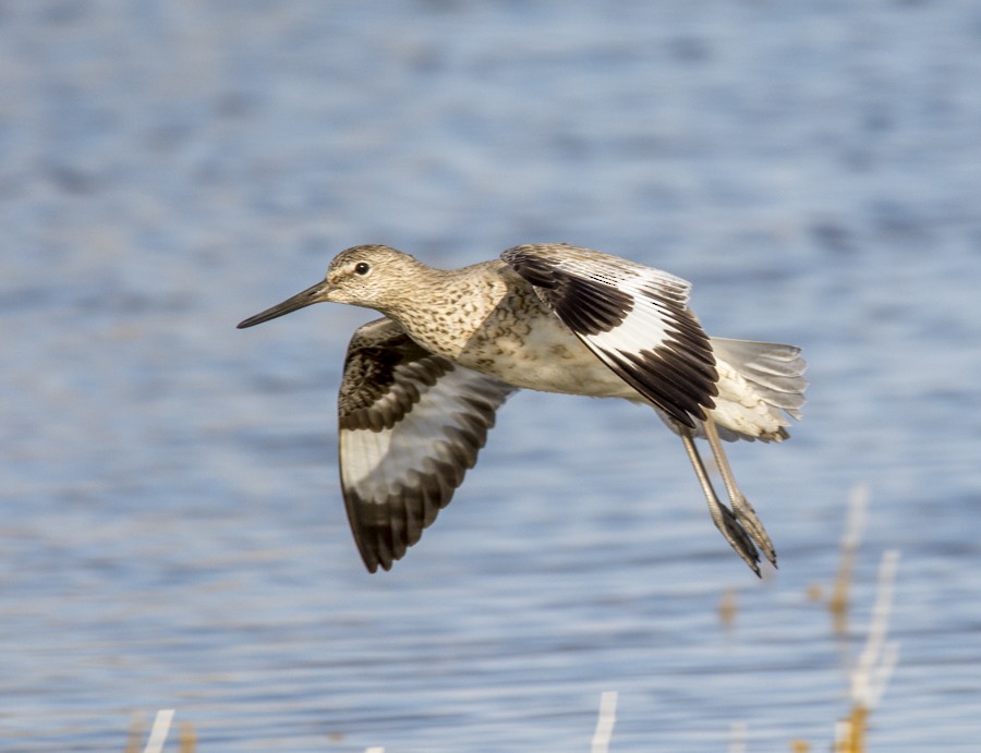 Willet - Jerry DeBoer