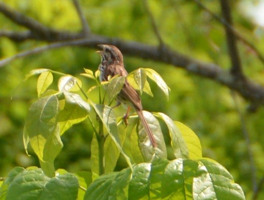 Song Sparrow - ML102830831