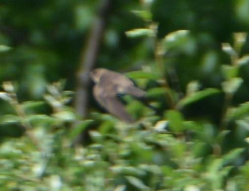Northern Rough-winged Swallow - ML102831171
