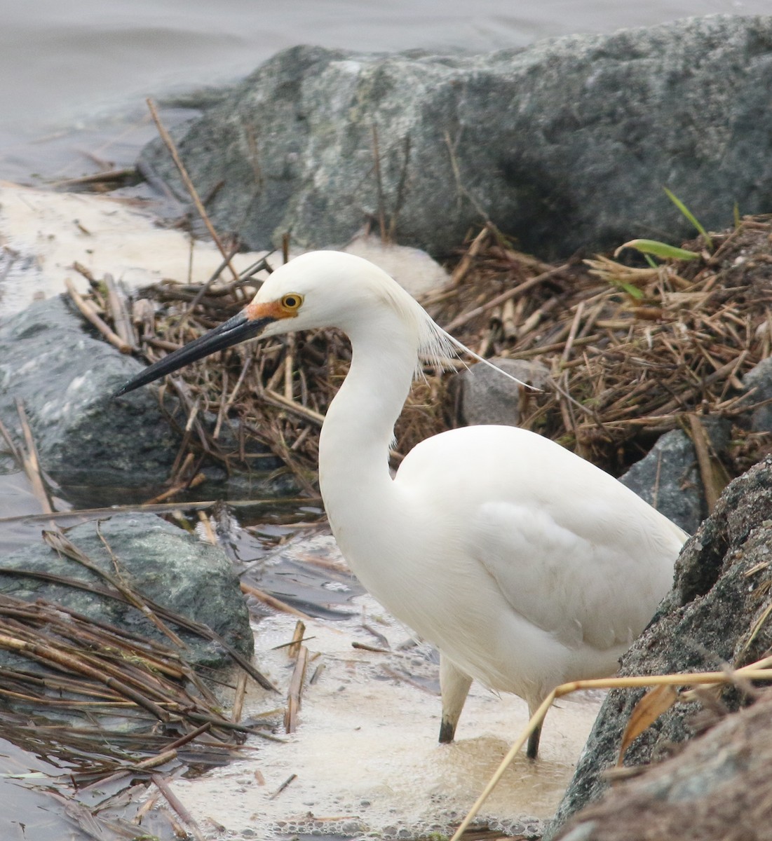 Snowy Egret - Greg Prelich