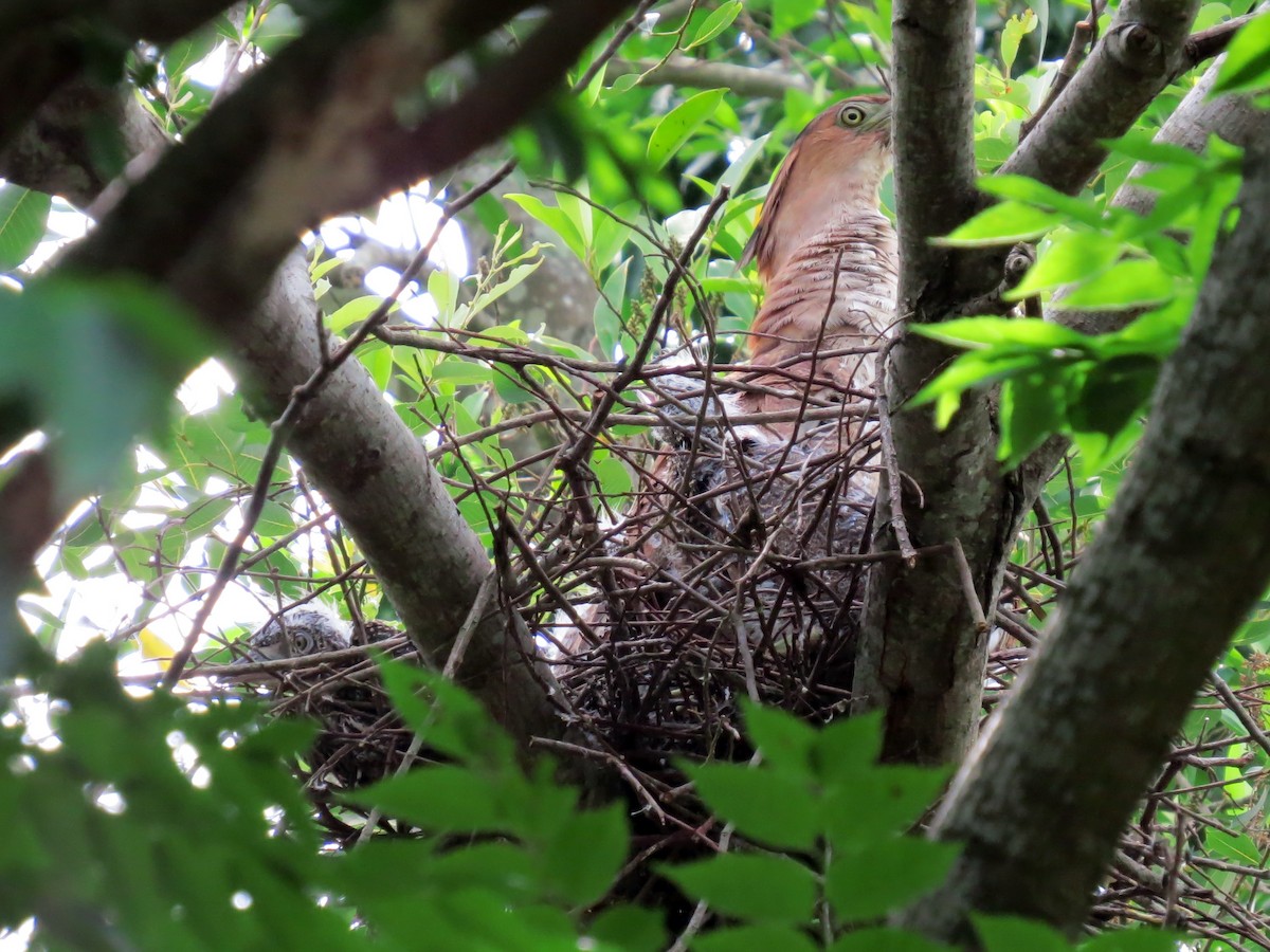 Malayan Night Heron - ML102831741