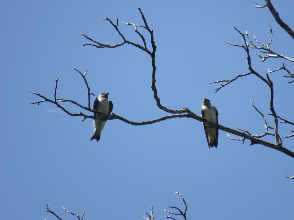 Hirondelle à ailes hérissées - ML102833411