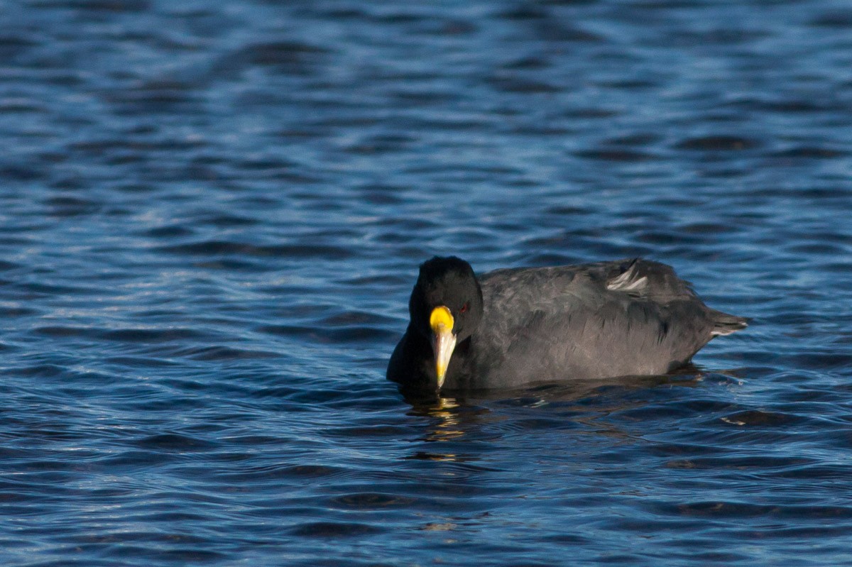 White-winged Coot - ML102834101